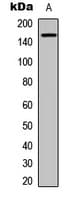 TEK / TIE2 Antibody (C-Terminus)