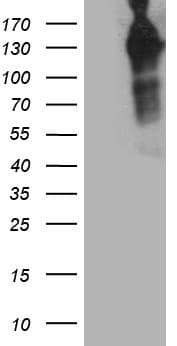 MAP3K13 / LZK Antibody (aa1-409, clone OTI8A4)