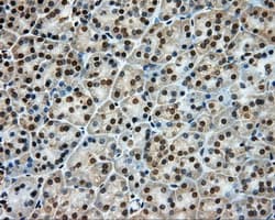 Monoclonal Mouse anti-Human LIPG / Endothelial Lipase Antibody (clone OTI3G7, IHC, WB)