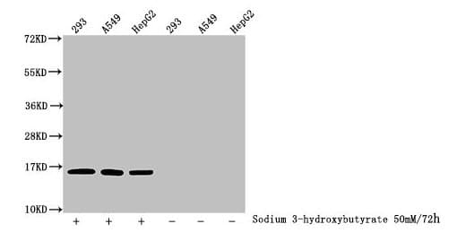 HIST1H3A Antibody