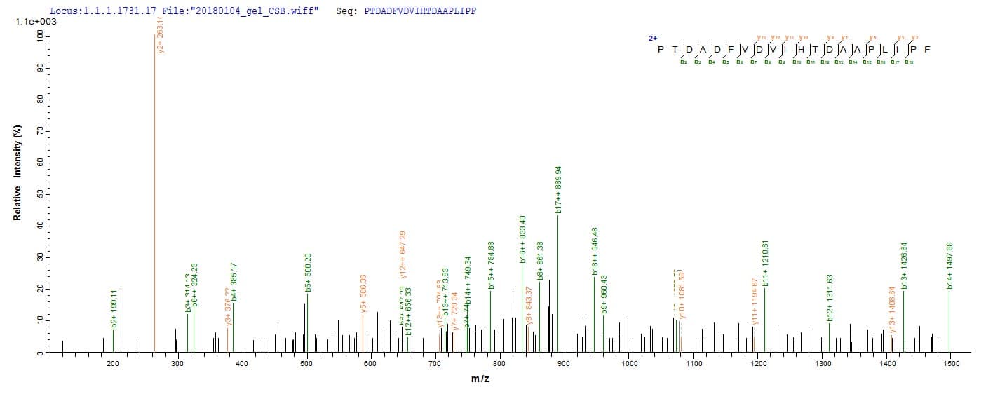 Dog PNLIPRP1 Protein (Recombinant 6His, N-terminus)