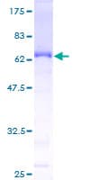 Human EAF1 / ELL Associated Factor 1 Protein (Recombinant GST)