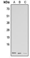 GNG13 Antibody (N-Terminus)