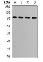 PathPlus™ Polyclonal Rabbit anti-Human HSPA9 / Mortalin / GRP75 Antibody (IHC, IF, WB)