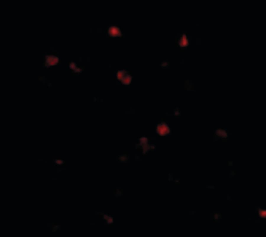 Polyclonal Rabbit anti-Human NUP160 Antibody (IHC, IF, WB)