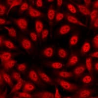 HIST3H3 Antibody