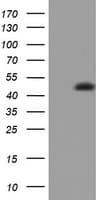 CD4 Antibody (clone OTI7G9)