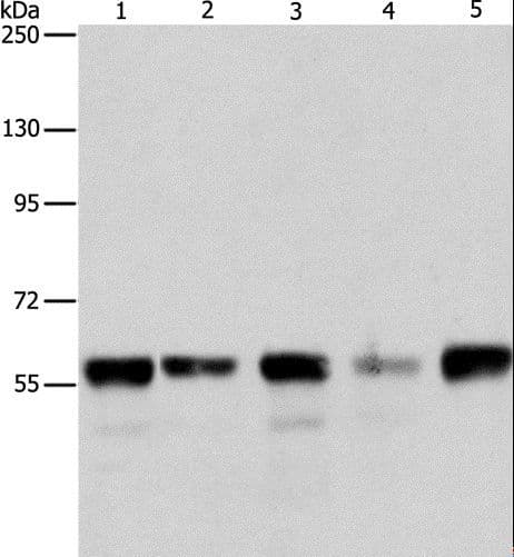 ARIH2 Antibody