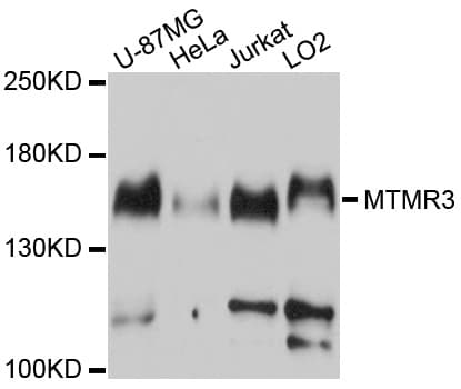 MTMR3 Antibody