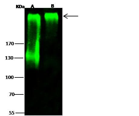 CSPG4 / NG2 Antibody (Preservative Free)