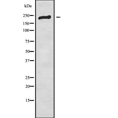 MYST3 / MOZ Antibody