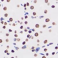 SMARCC1 / SWI3 Antibody