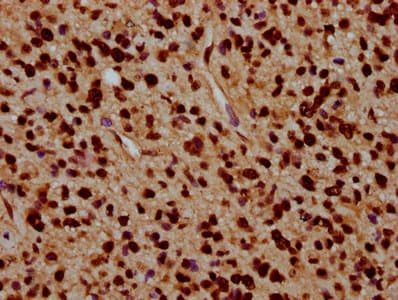 Polyclonal Rabbit anti-Human HIST1H4I Antibody (IHC, IF)