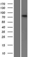 ABCB10 Protein (Over-Expression Lysate Myc-DDK (Flag))