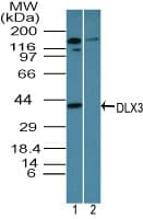 DLX3 Antibody (aa220-270)