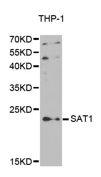 SAT1 / SAT Antibody