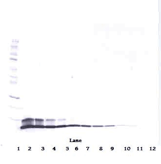 NRG1 / Heregulin / Neuregulin Antibody (Biotin)