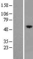 FRMD8 Protein (Over-Expression Lysate Myc-DDK (Flag))