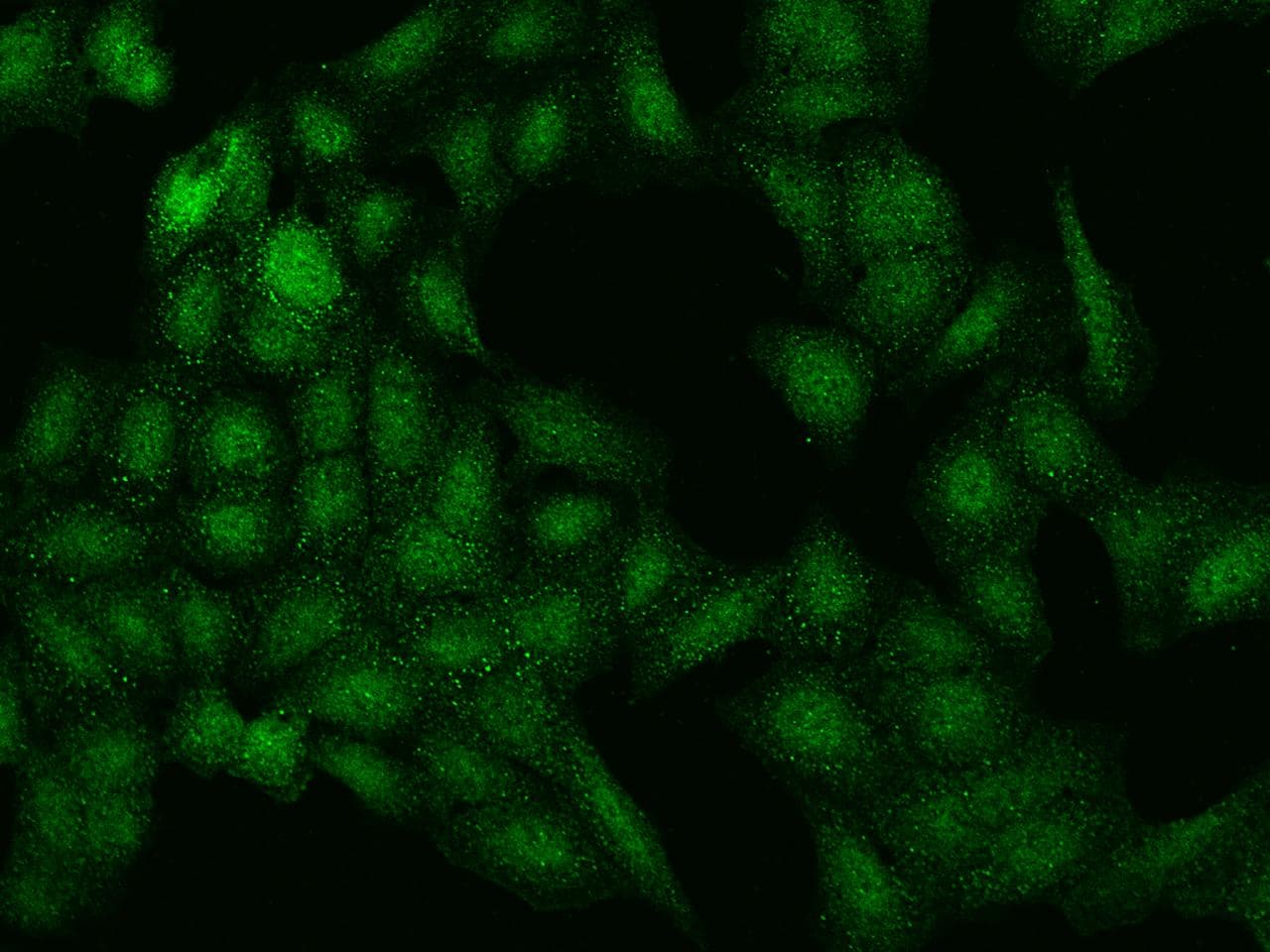 C2orf42 Antibody