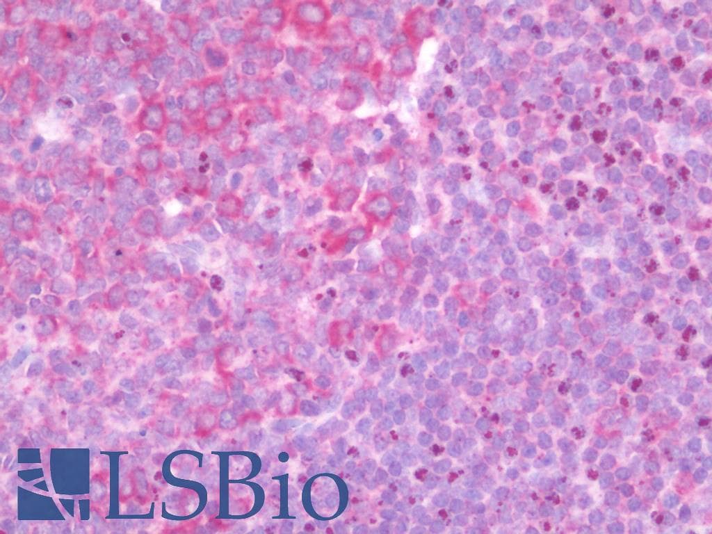 IHC-plus™ C1orf64 Antibody
