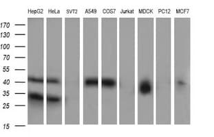 PARVA Antibody (clone OTI3C3)