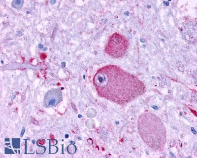 PAEL Receptor / GPR37 Antibody (N-Terminus)