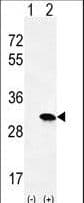 HRAS / H-Ras Antibody (aa146-176)