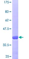 Human POLK / DNA Polymerase Kappa Protein (Recombinant GST)