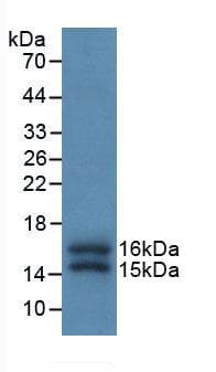 FKBP1A / FKBP12 Antibody (aa2-108, Cy3)