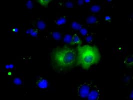 PDE4A / PDE4 Antibody (clone OTI1F5)