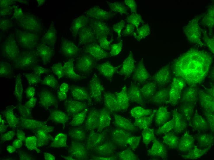 CTTN / Cortactin Antibody