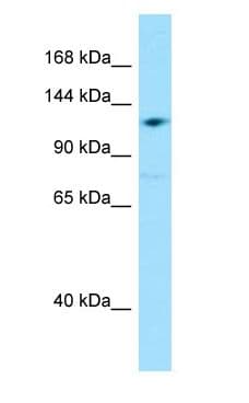 GRID2IP Antibody (aa466-515)