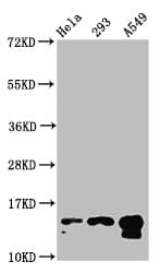 HIST1H2BN Antibody