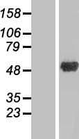 ANKRD10 Protein (Over-Expression Lysate Myc-DDK (Flag))