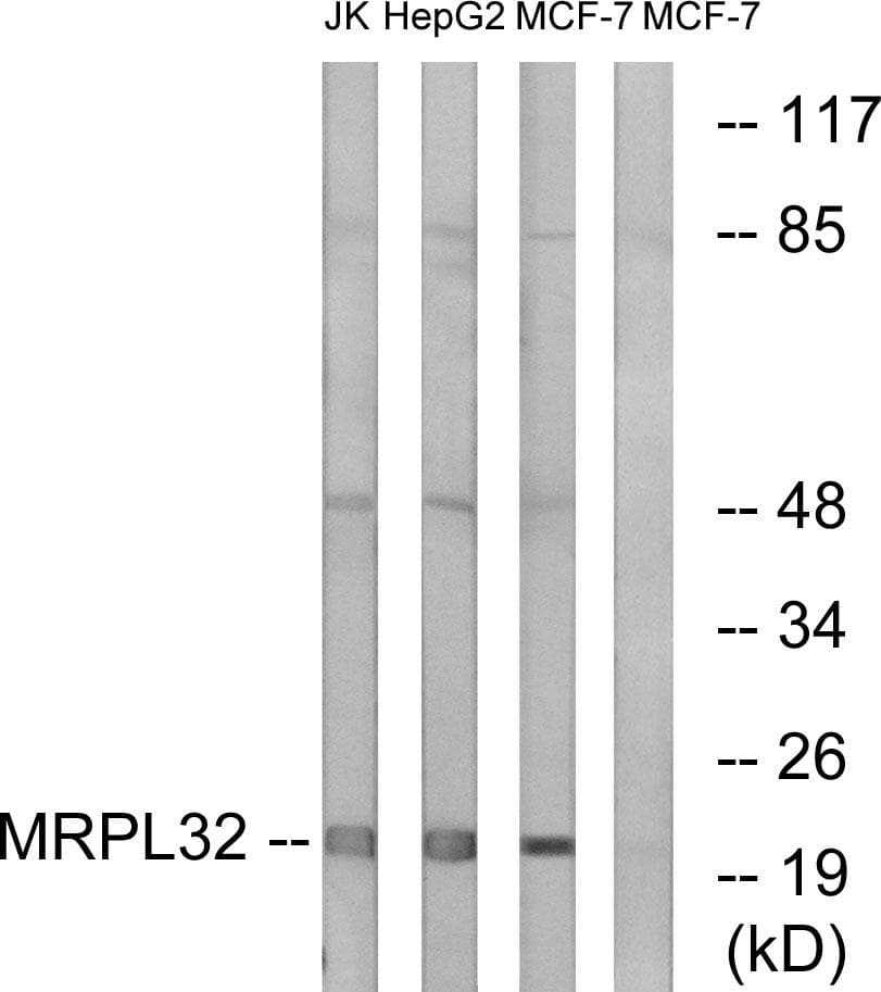 Polyclonal Rabbit anti-Human MRPL32 Antibody (IF, WB)