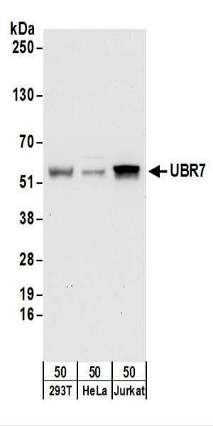 UBR7 / C14orf130 Antibody (aa150-200)