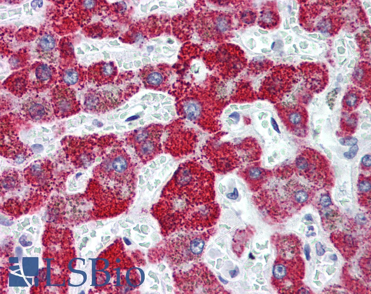 IHC-plus™ Monoclonal Mouse anti-Human FANCD2 Antibody (clone 103, IHC, WB)