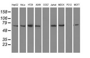 BTN1A1 Antibody (clone OTI7B5)