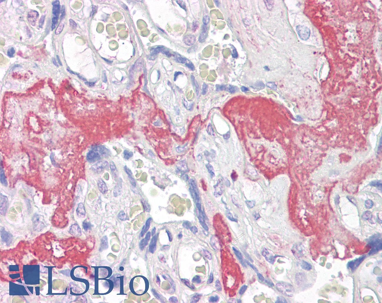 IHC-plus™ XAGE1E Antibody (aa58-69)