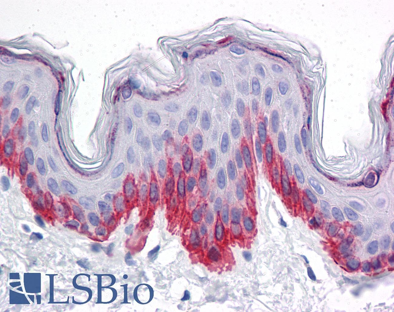 IHC-plus™ BMP15 Antibody