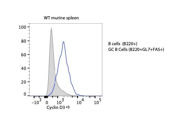 Polyclonal Rabbit anti-Mouse CCND3 / Cyclin D3 Antibody (C-Terminus, IHC, WB)