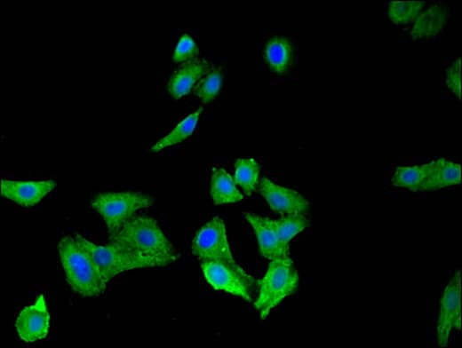 SPRR1A Antibody