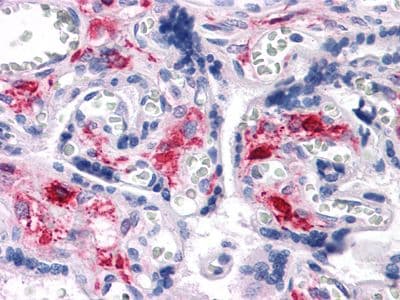NKX3-1 Antibody (clone 4H4)