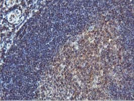 COASY Antibody (clone OTI3B3)