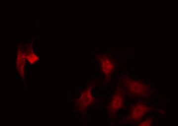 RUNX3 Antibody