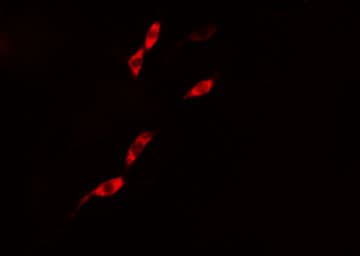 CASP1 / Caspase 1 Antibody