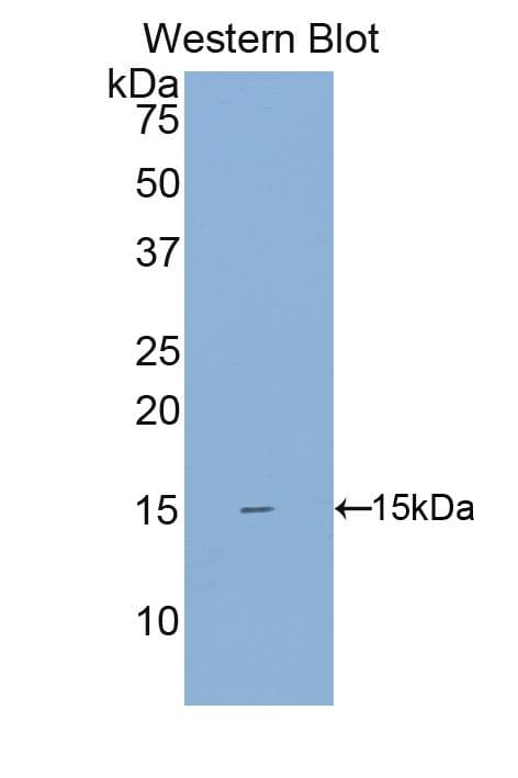 SIGIRR Antibody (aa1-118, HRP)