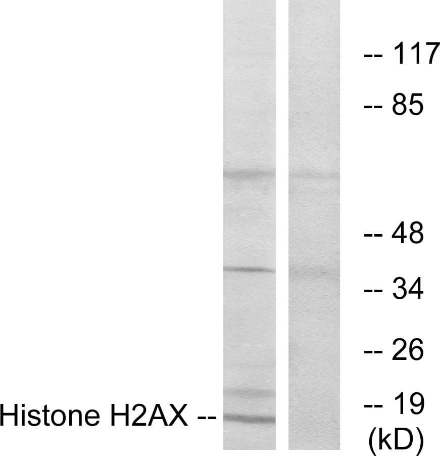 H2AFX / H2AX Antibody