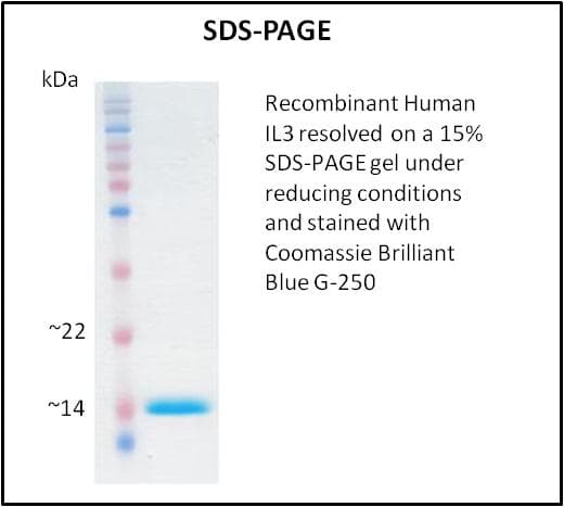 Human IL3 Protein (Recombinant)