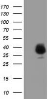 FAM84B Antibody (clone OTI5G5)